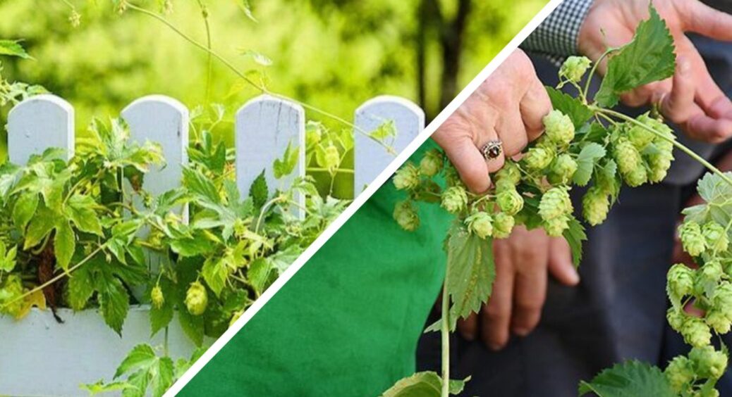 Видаляла у цьому сезоні хміль на ділянці 3 способами: я для себе обрала найкращий, який і вам раджу 