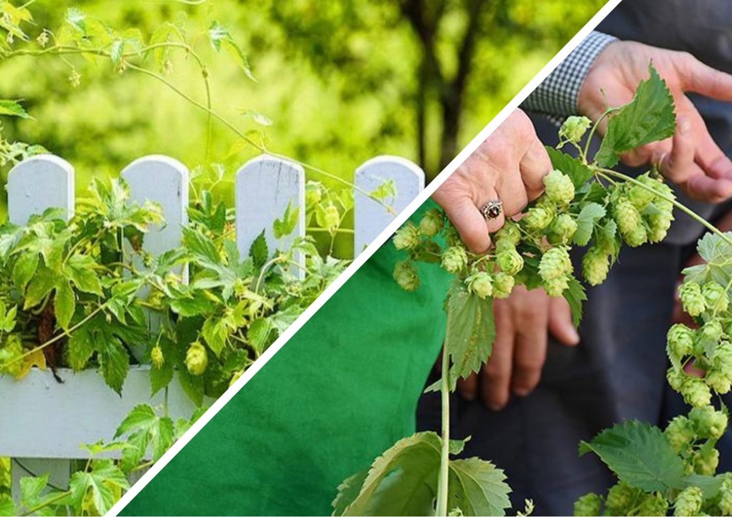 Садівники розповіли про способи видалення дикого хмелю