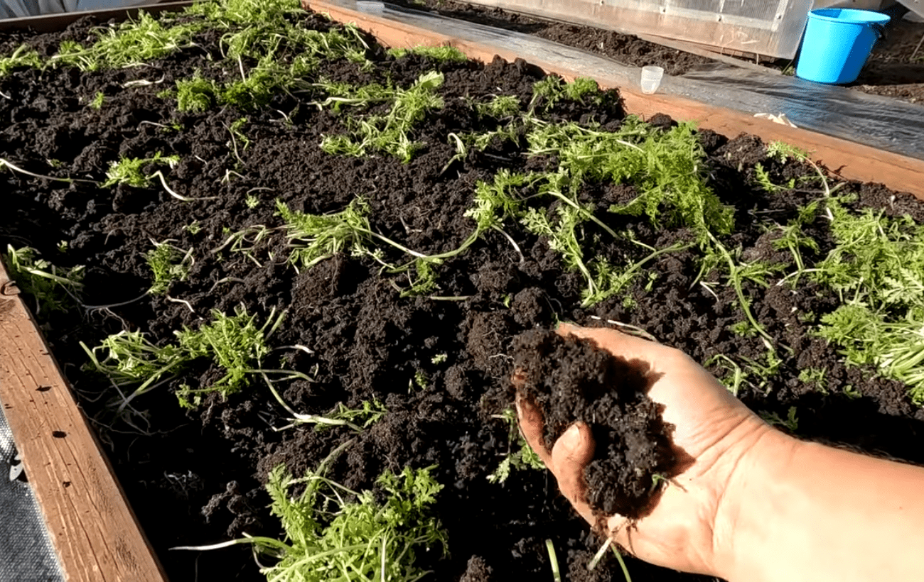 Городники назвали 4 дні жовтня для удобрення ділянки