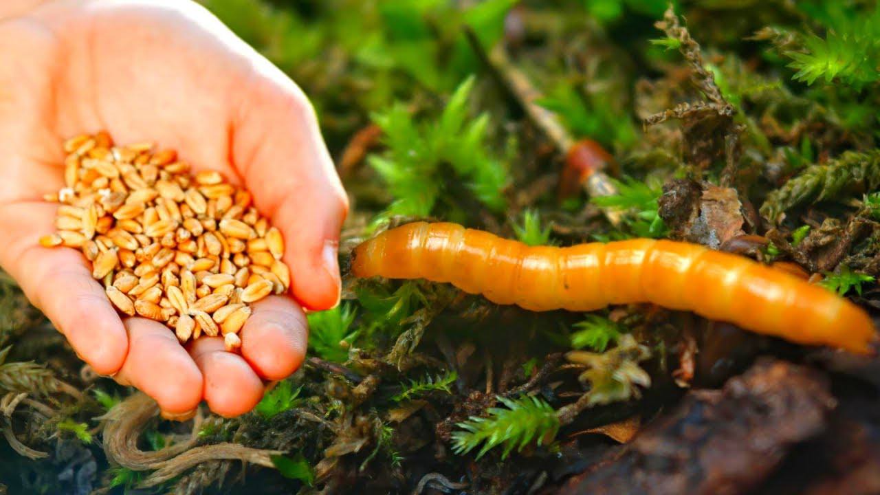 Експерти розповіли, як легко позбутися дротяника з городу