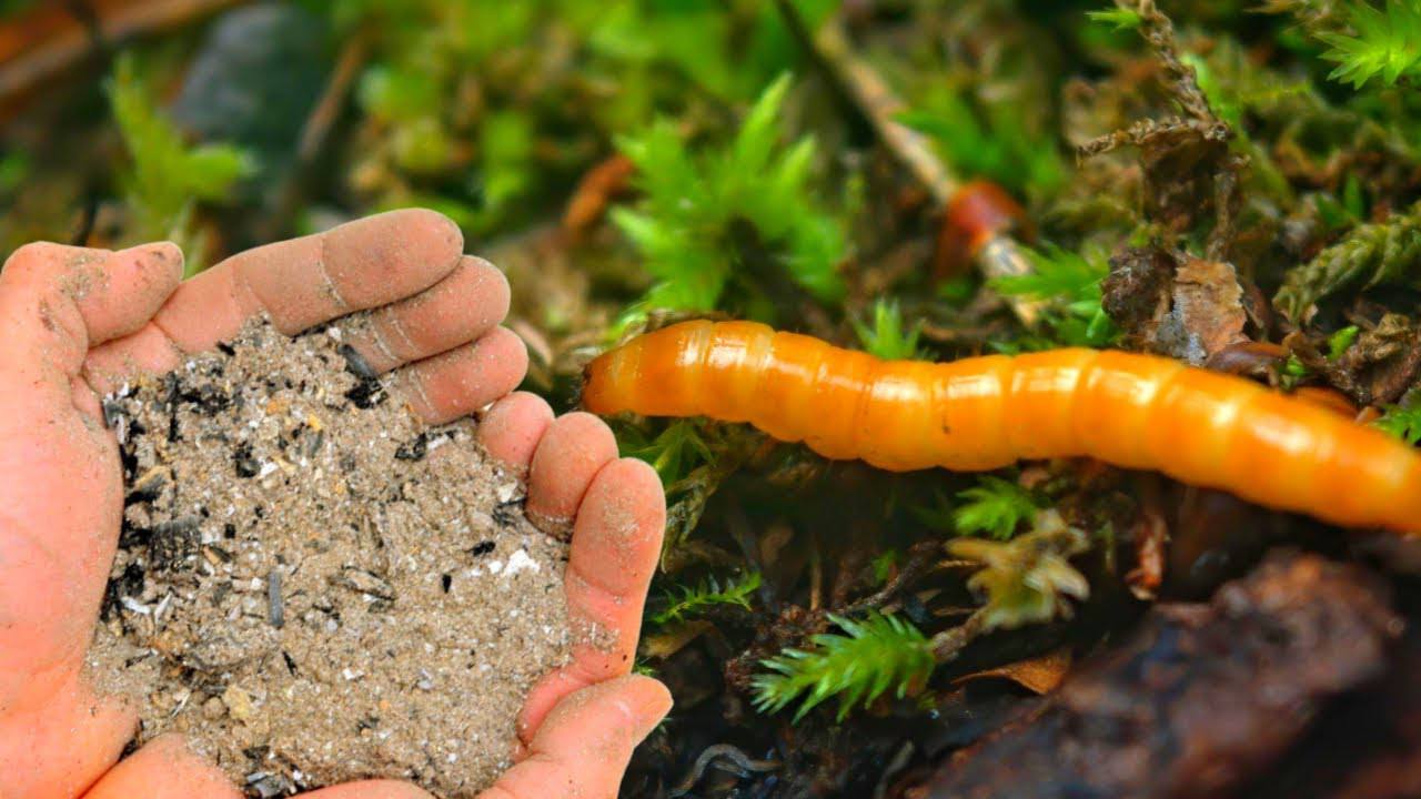 Городники назвали, дієвий спосіб, який допоможе швидко позбутися дротяника