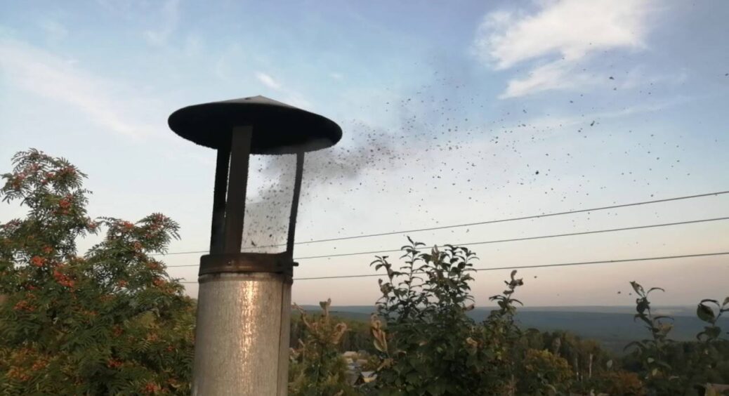 Димохід чистий, як роса на сонці: використовую ці 2 трюки – і кіптява зникає. Не сіль, не картопляні шкірки 