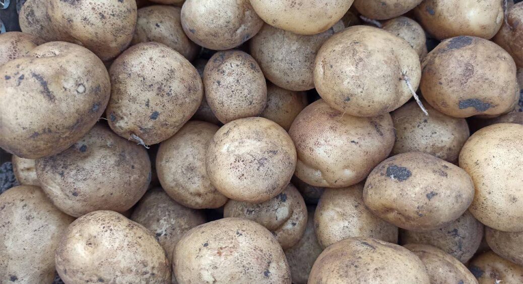 З 2025 на 2026 в головному топі буде новий сорт картоплі: він перевершив всі інші по смаку аж на 4 бали 