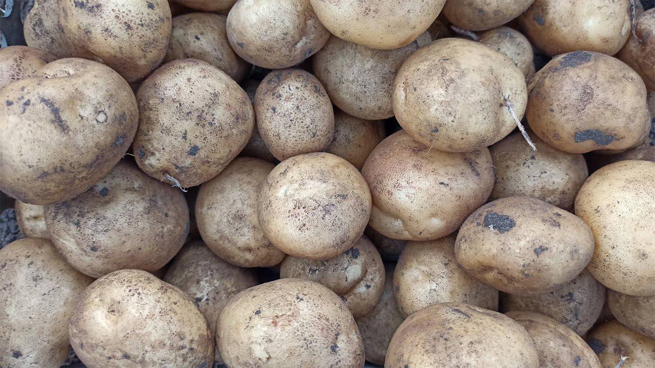 Господині розповіли, як правильно закладати на зберігання картоплю й буряк