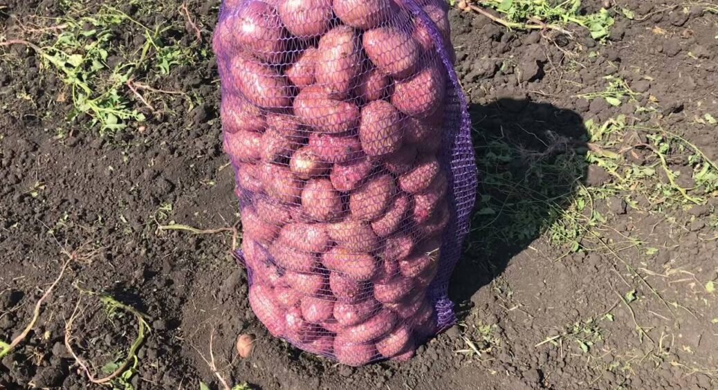 Лише 10 крапель на ганчірку – й ідеальну картоплю зберігаю аж до наступного літа: 0 гнилі та паростків 