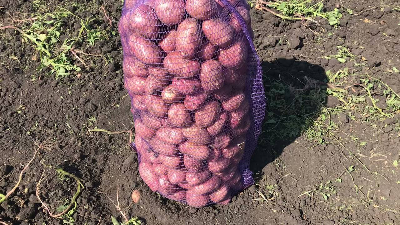 Господині розповіли, як довго зберігати картоплю, щоб вона не проростала