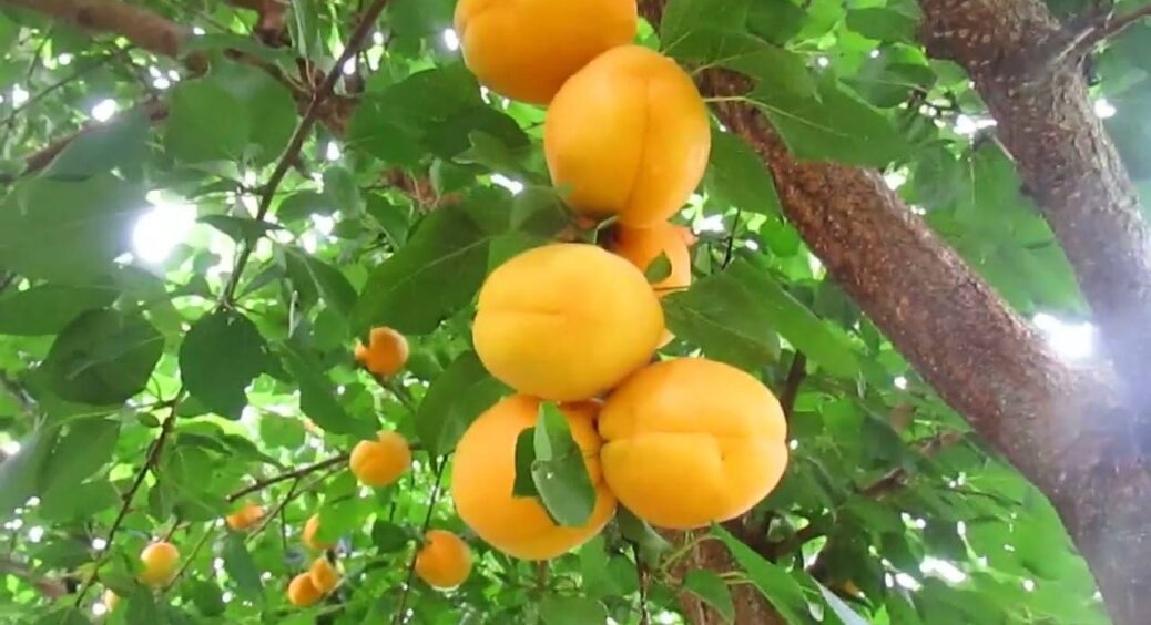 2 способи підживлення абрикоса восени – обидва дають чудовий результат: плодів улітку буде “море” 