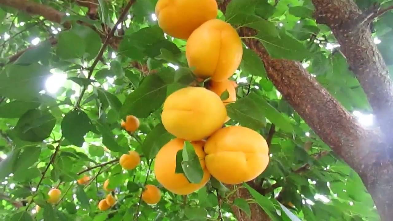 Садівники розповіли, чим підживити абрикос восени