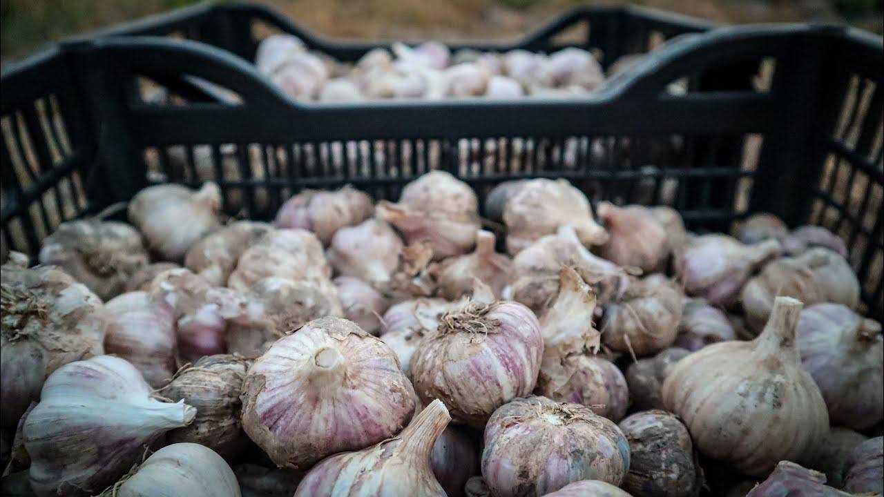 Городники розповіли, чим найкраще підживити часник для розкішного врожаю
