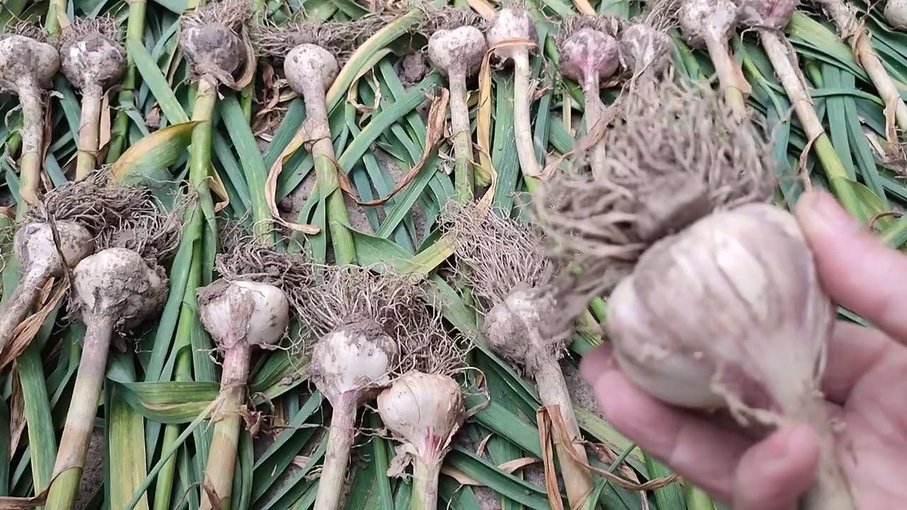 Городники розповіли, чим найкраще підживити часник для розкішного врожаю
