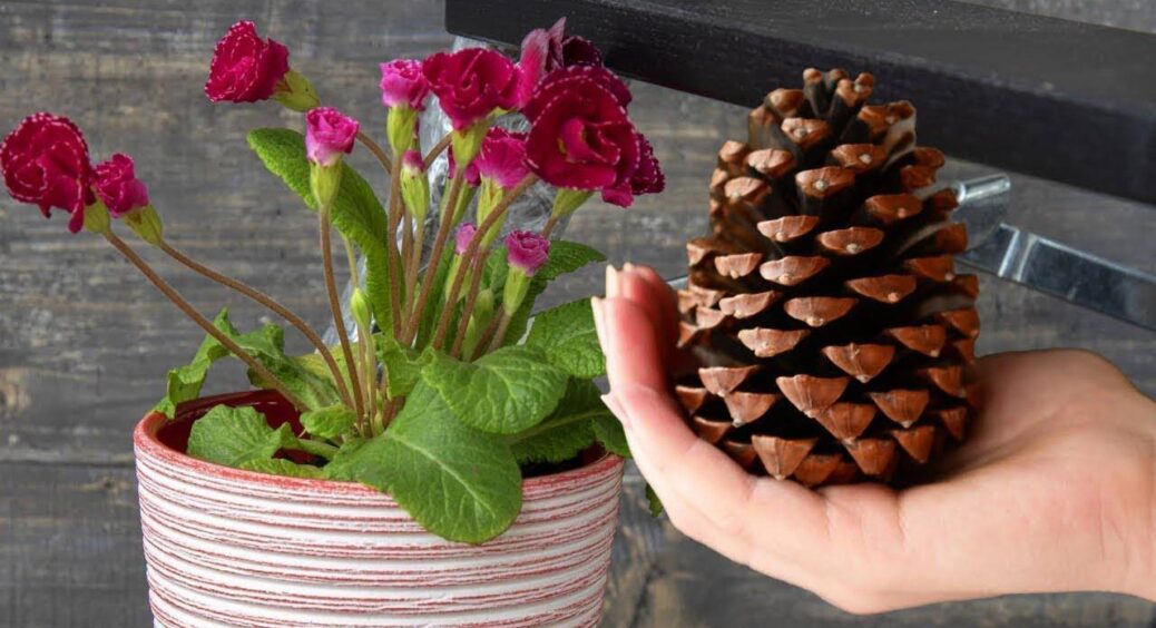 Шишки більше не викидаю: ось як я їх використовую в саду вже 40 років – кожен грам бережу як зіницю ока 