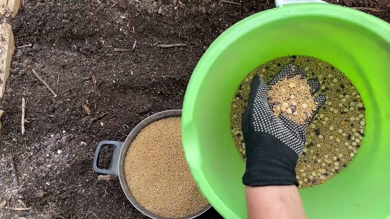 Городники розповіли, що варто садити після збирання моркви