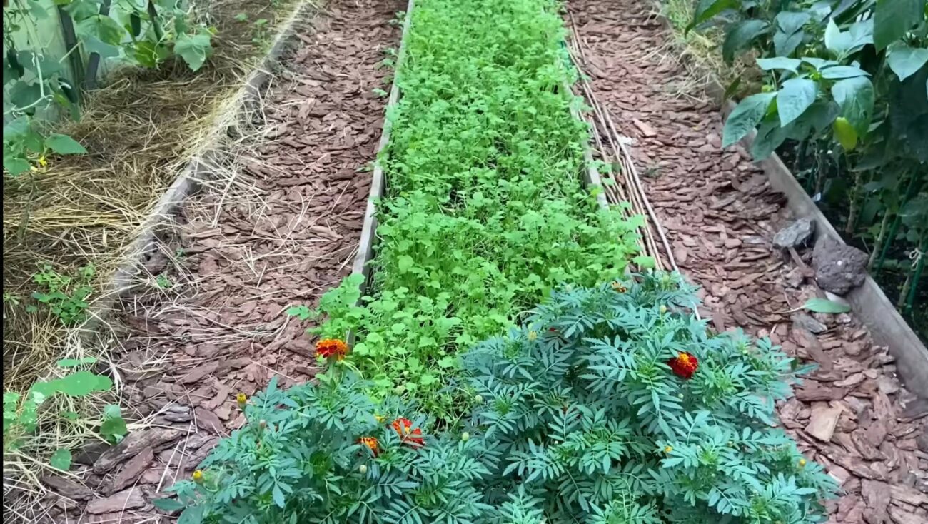 Городники розповіли, морква якого сорту тріскається найчастіше