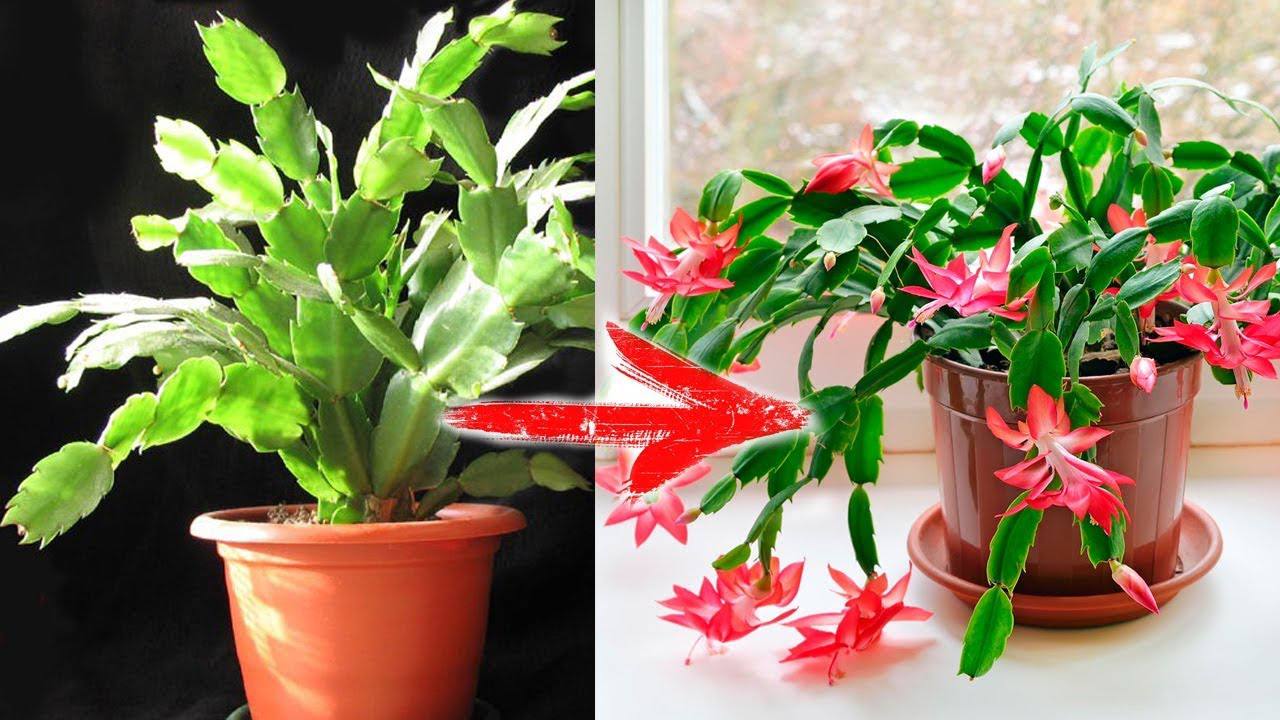 Квітникарі розповіли, як легко простимулювати цвітіння декабриста