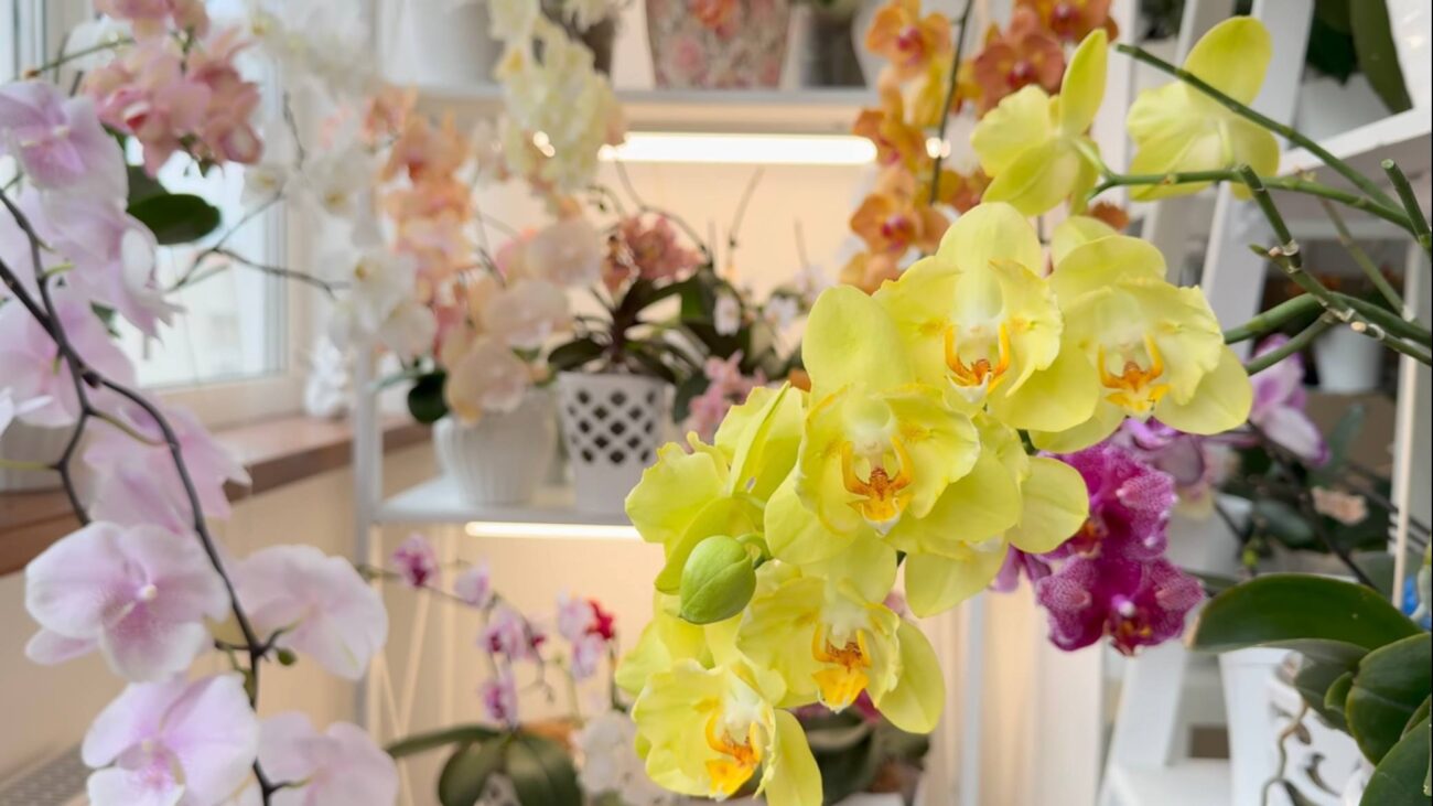 Квітникарі розповіли, чим підживити орхідею для стимулювання активного цвітіння