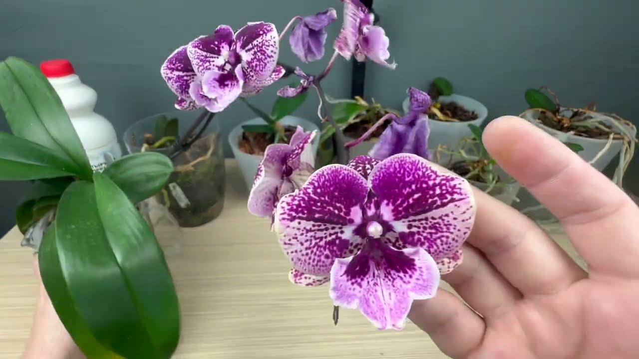 Квітникарі назвали квітку, яку треба висаджувати раз на 5 років 