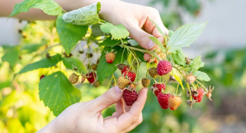 Рублю малинник на корені в жовтні: ось що із цього 1 “трюку” виходить – смачних і солодких ягід аж ціле море 