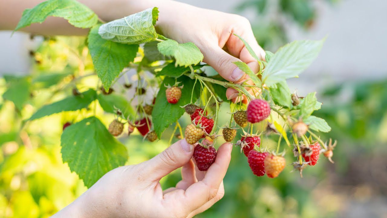 Садівники розповіли, чим підживити малину до заморозків