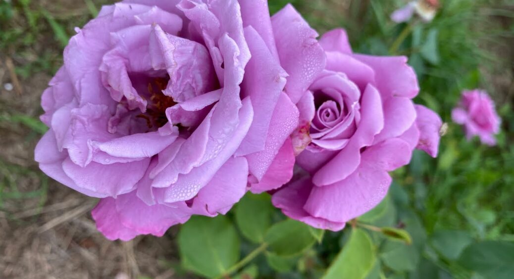 У листопаді обов’язково роблю 1 процедуру з трояндами: кущі не мерзнуть навіть у -20 в “слабенькому” укритті 