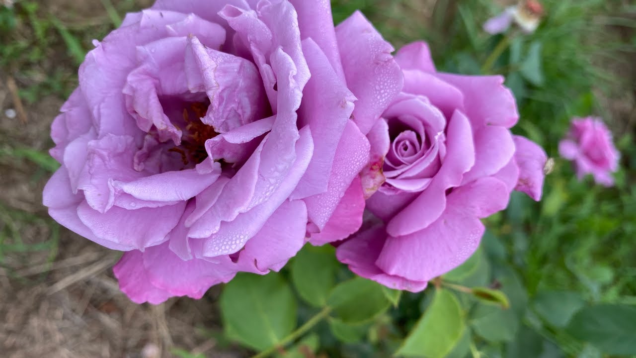 Садівники назвали найкращу процедуру для троянд в холодний період року