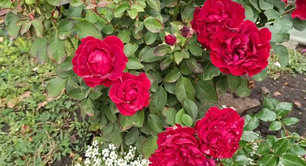 Обрізаю троянди на 5 бруньок і обробляю розчином 1:500 – так вони зимують без підпрівання та грибків 