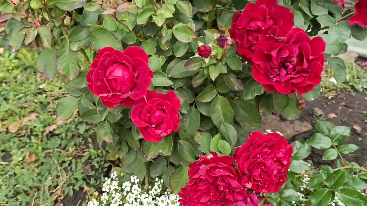 Експерти розповіли, як правильно обрізати та підготувати троянди 