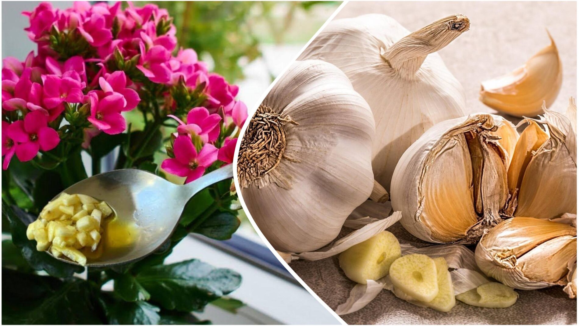 Квітникарі розповіли, навіщо класти зубчики часнику в горщики з квітами