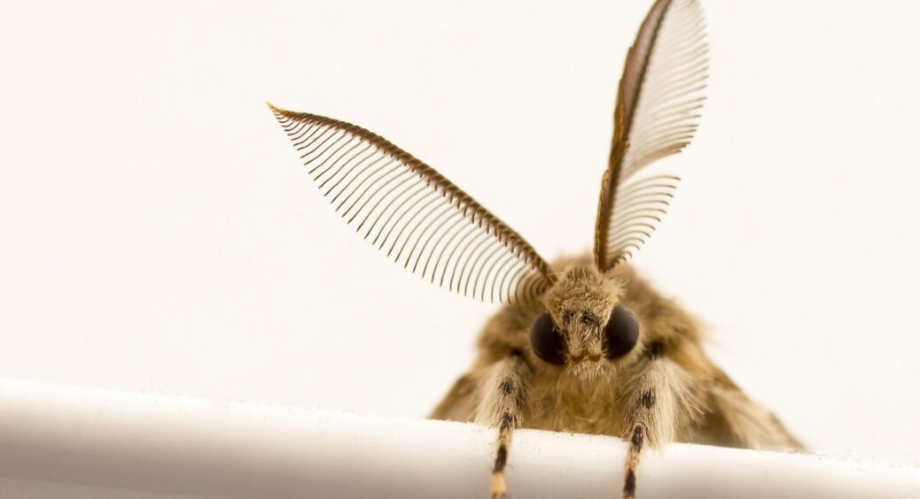 Знайшла порятунок від ненажерливої молі: ця 1 звичайна квітка допоможе прогнати шкідників – і це не лаванда! 