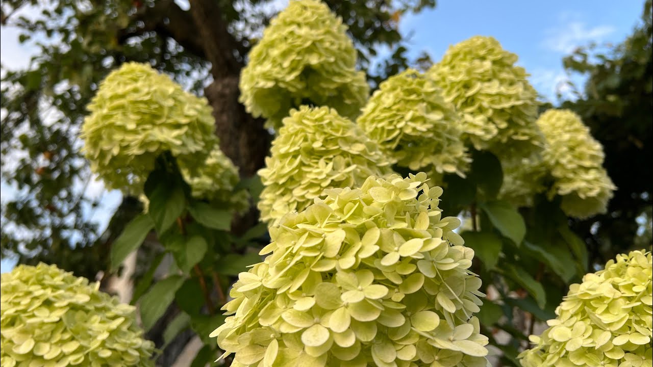 Квітникарі розповіли, чим слід підгодувати гортензію наприкінці поточного сезону