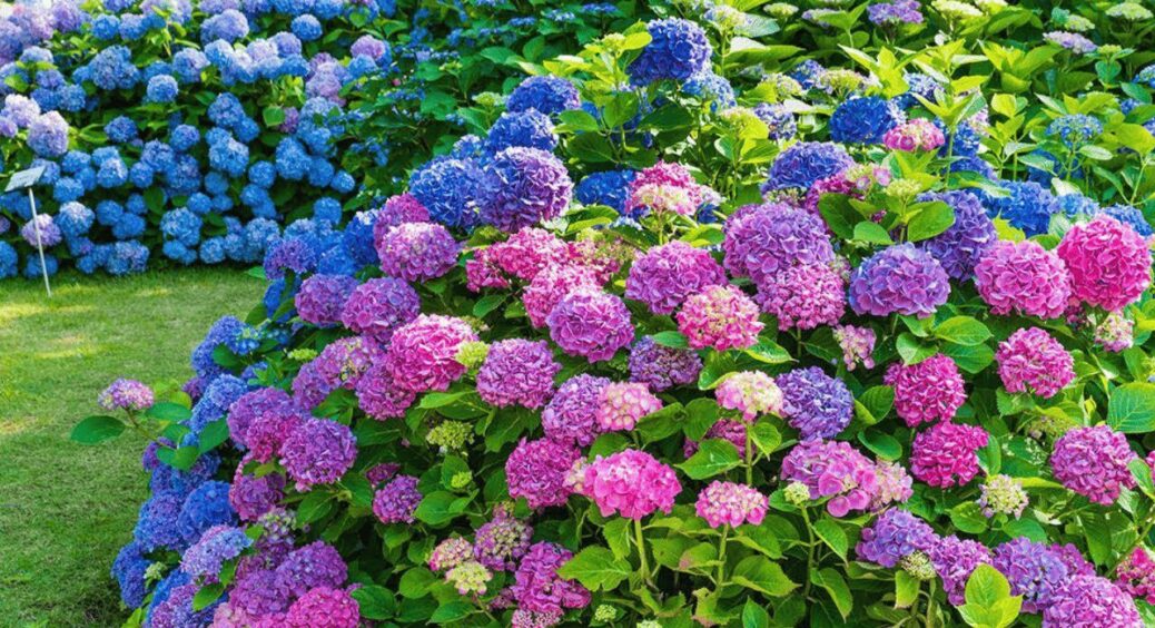 Залишаю по 3 сантиметри над брунькою: як восени обрізати гортензії, щоб потім вони цвіли величезними шапками 