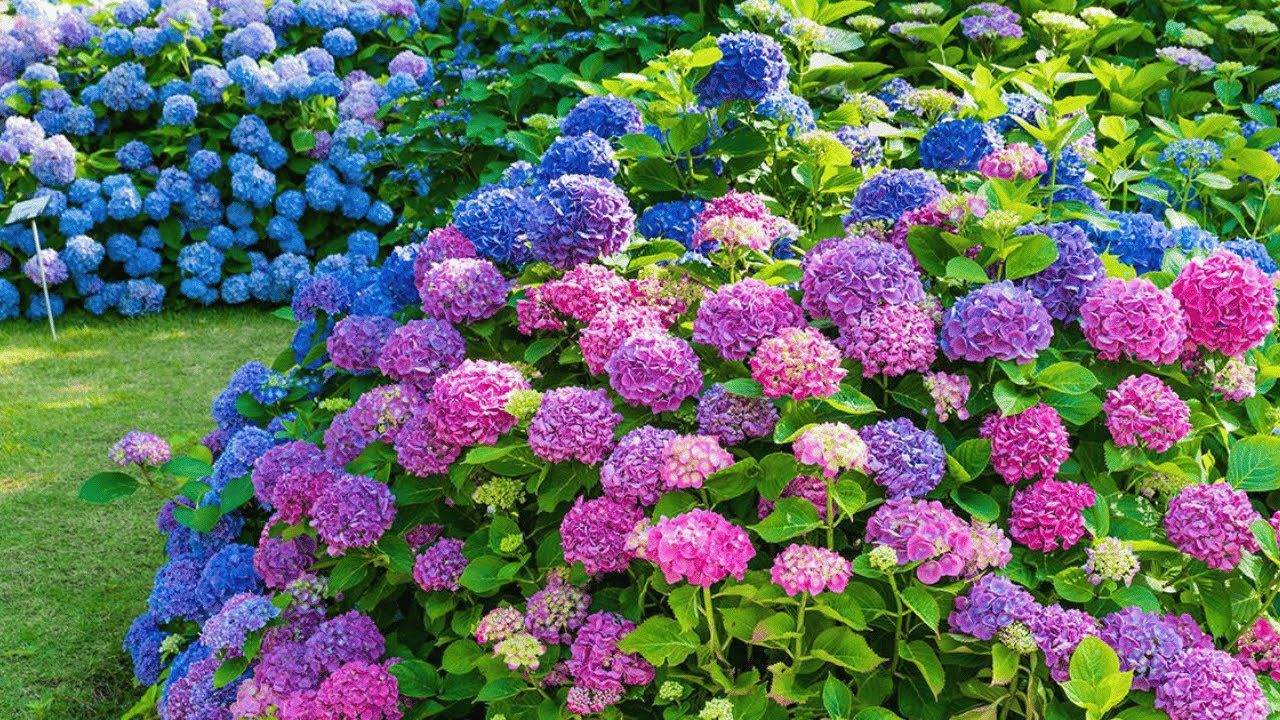 Садівники пояснили, як правильно обрізати гортензії для цвітіння 
