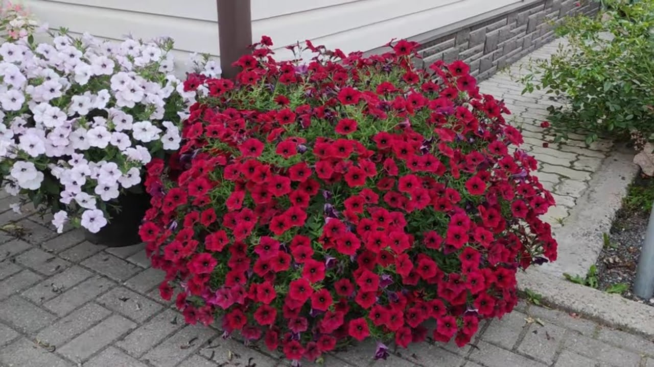 Експерти розповіли,  як використати з користю відцвілі квіти