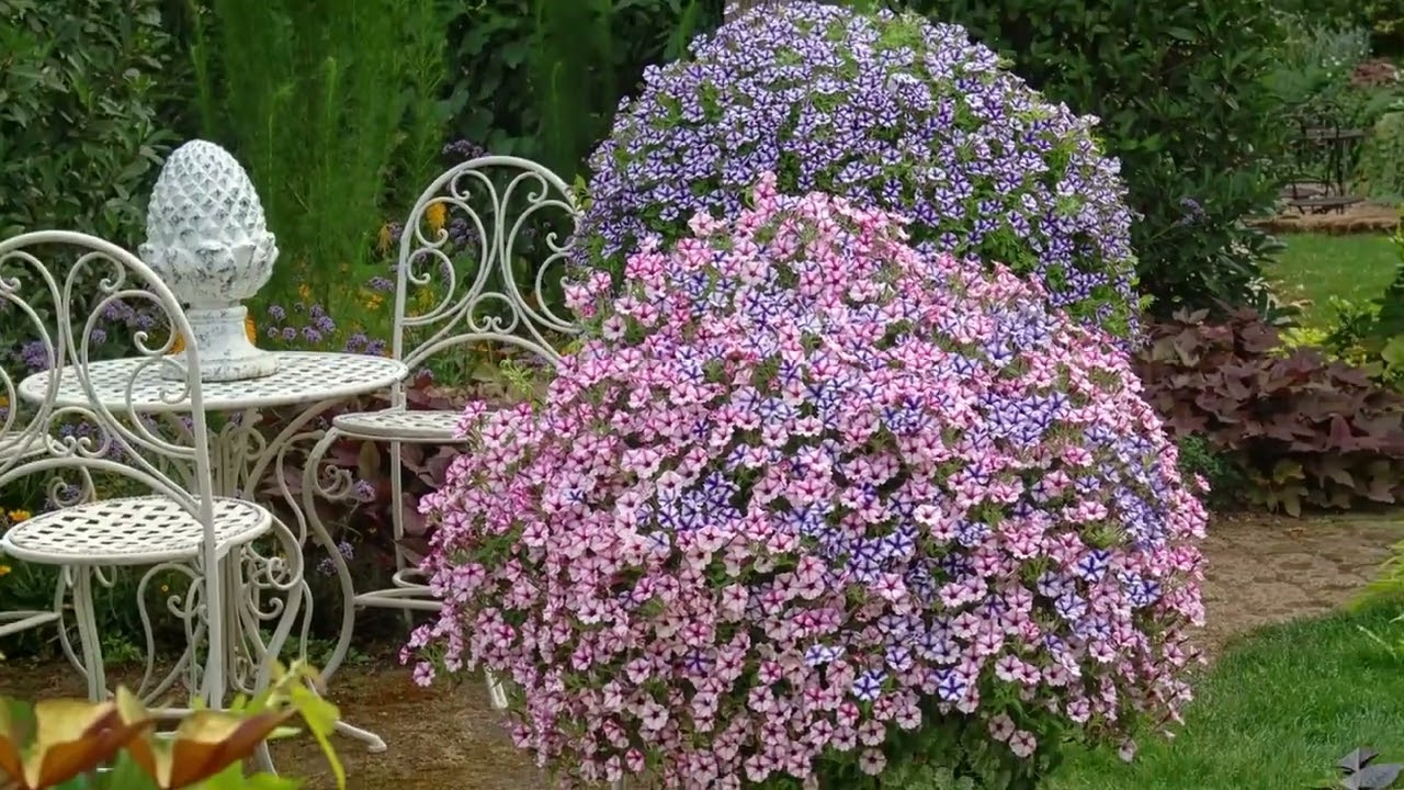 Досвідчені садівники розповіли, як легко зберегти петунію взимку