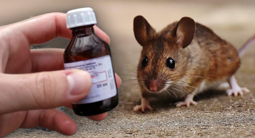 Налила зі шприца цю 1 “жижу” в щілини: прогнала 350 мишей буквально за 1 ніч – тепер жодної немає в домі 