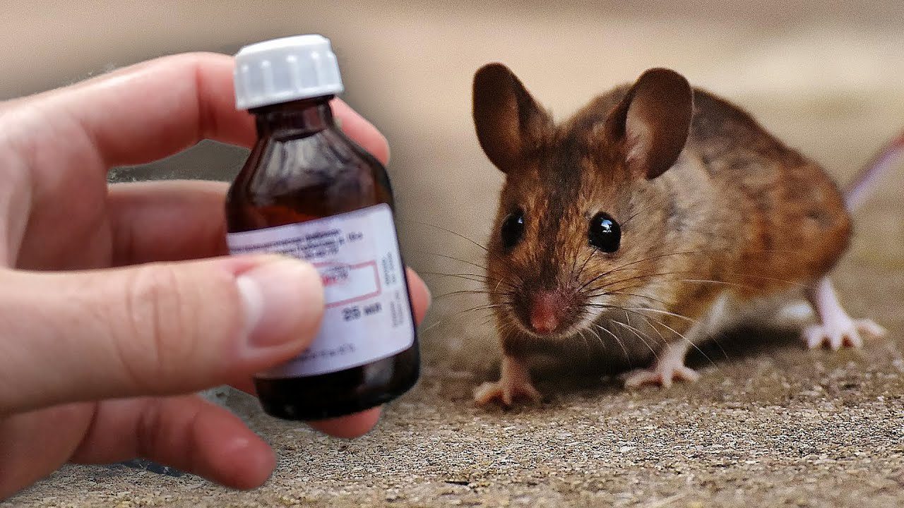 Дачники розповіли, який засіб із аптеки допоможе позбутися мишей і навіть щурів