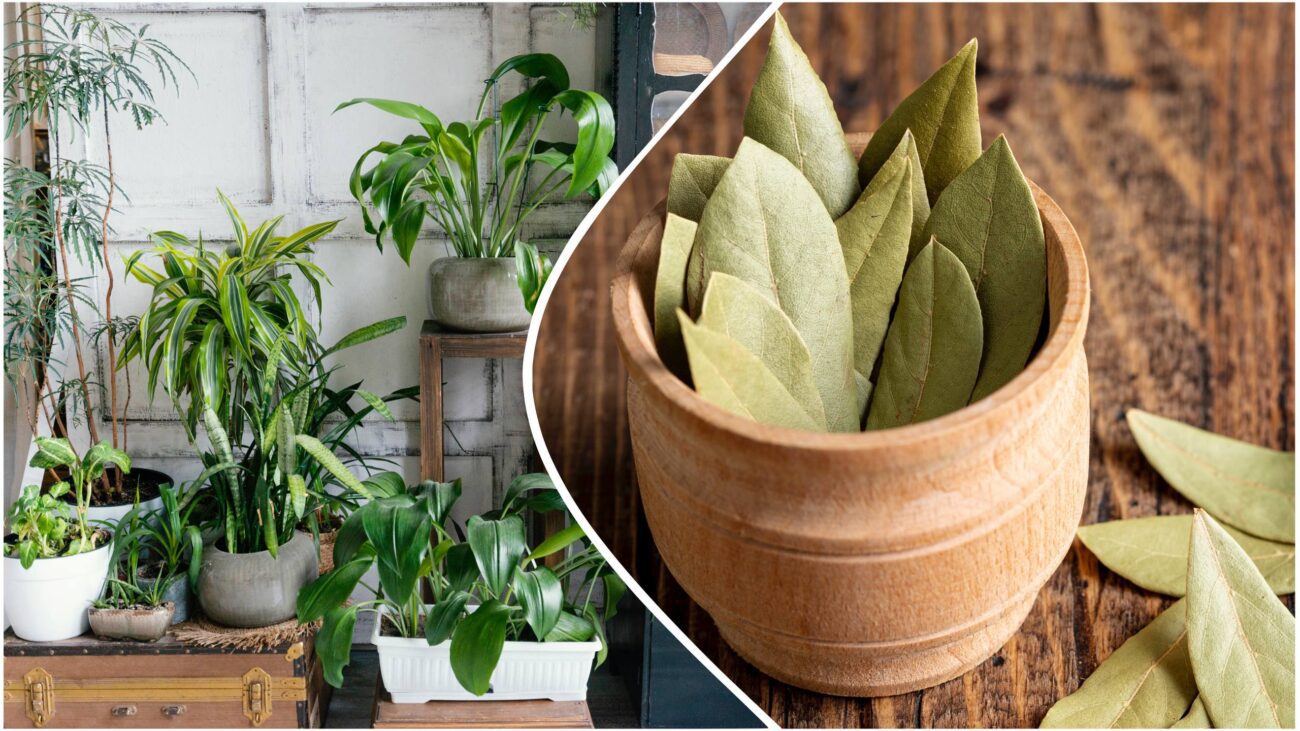 Квітникарі розповіли, навіщо класти лавровий лист у горщики з рослинами