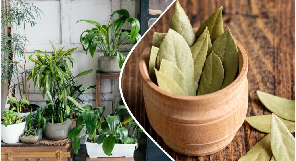 Замість дорогої хімії: кладу звичайну “лаврушку” у горщик з квітами – і розкішний результат дивує всіх 