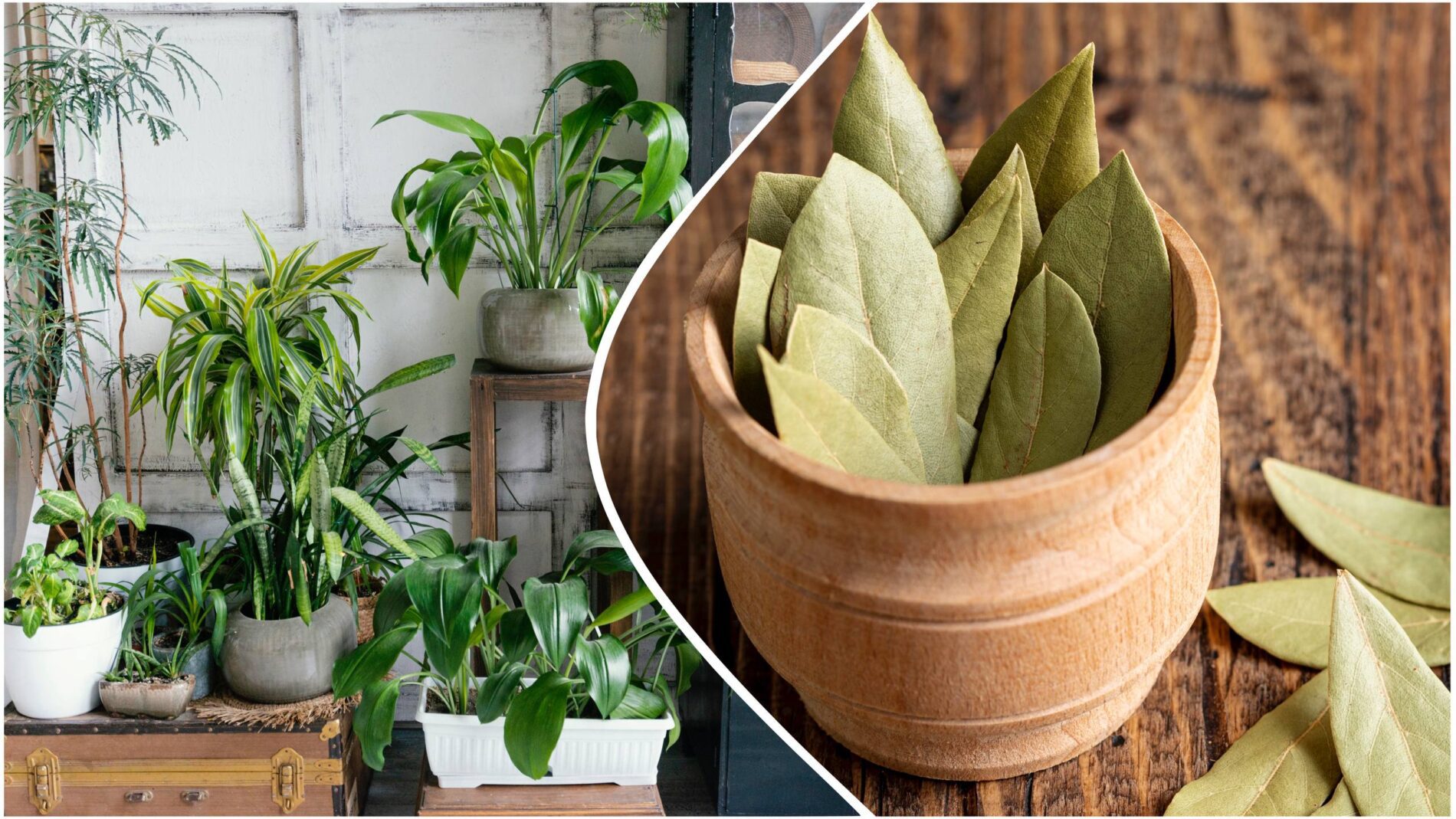 Квітникарі розповіли, навіщо класти лавровий лист у горщики з рослинами