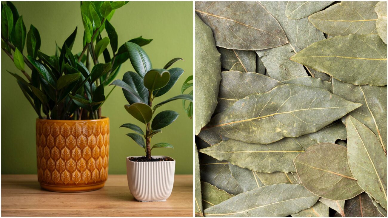 Квітникарі розповіли, навіщо класти лавровий лист у горщики з рослинами