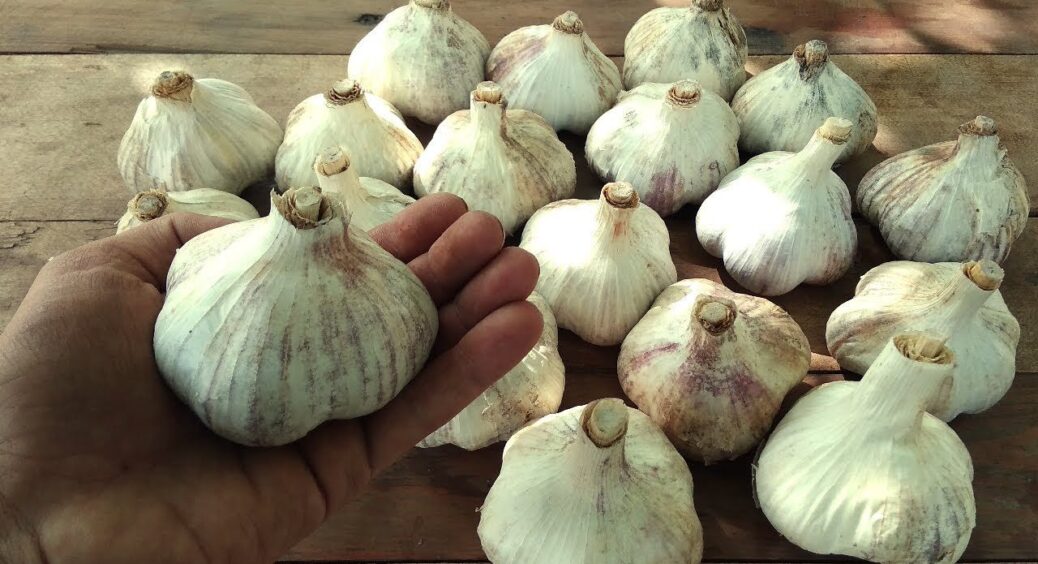 Підслухала у черзі на базарі, куди не можна садити озимий часник – 5 найгірших місць на городній ділянці 