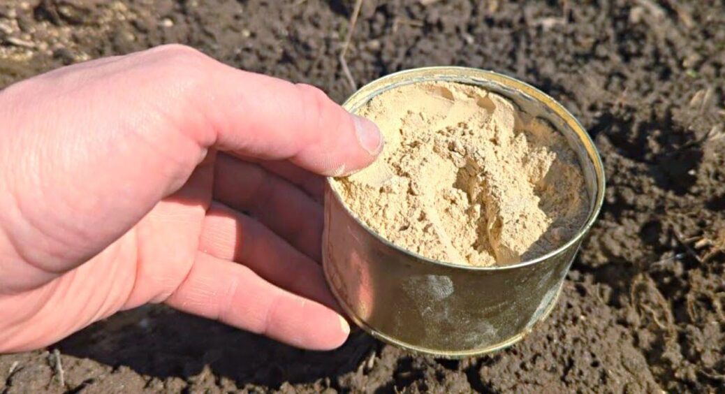 Замість гною посипаю грядки цим “золотом”: ціна 100 грн, але я б і мільйон віддала — все росте по годинах 