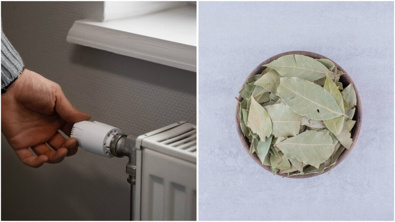 Господині розповіли, навіщо класти лавровий лист на батарею 