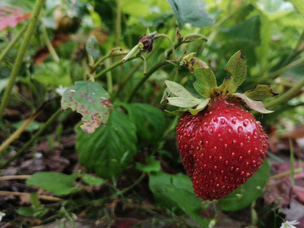 Експерти розповіли,  як правильно утеплити посадки садової суниці 