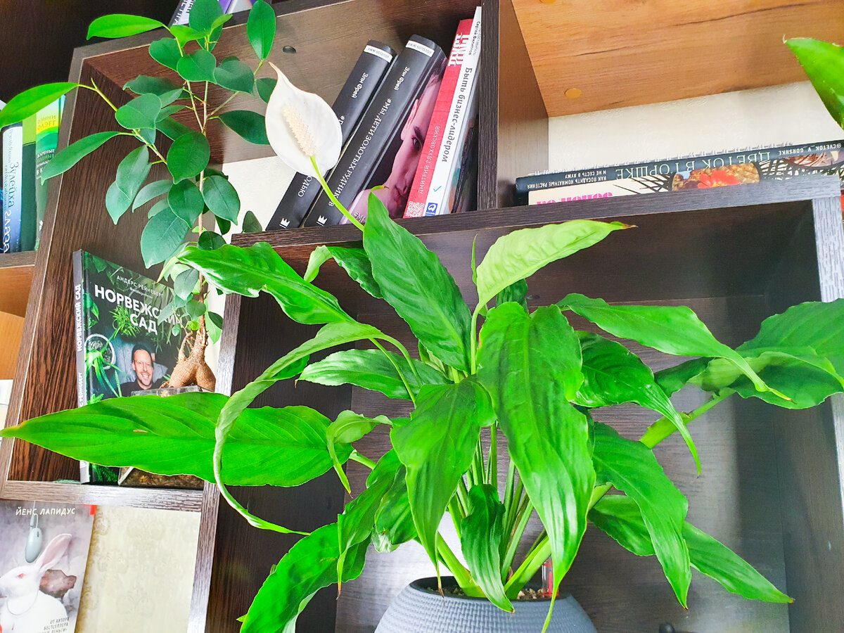 Експерти пояснили, чому спатифілум жовтіє та як йому допомогти – поради для квітникарів