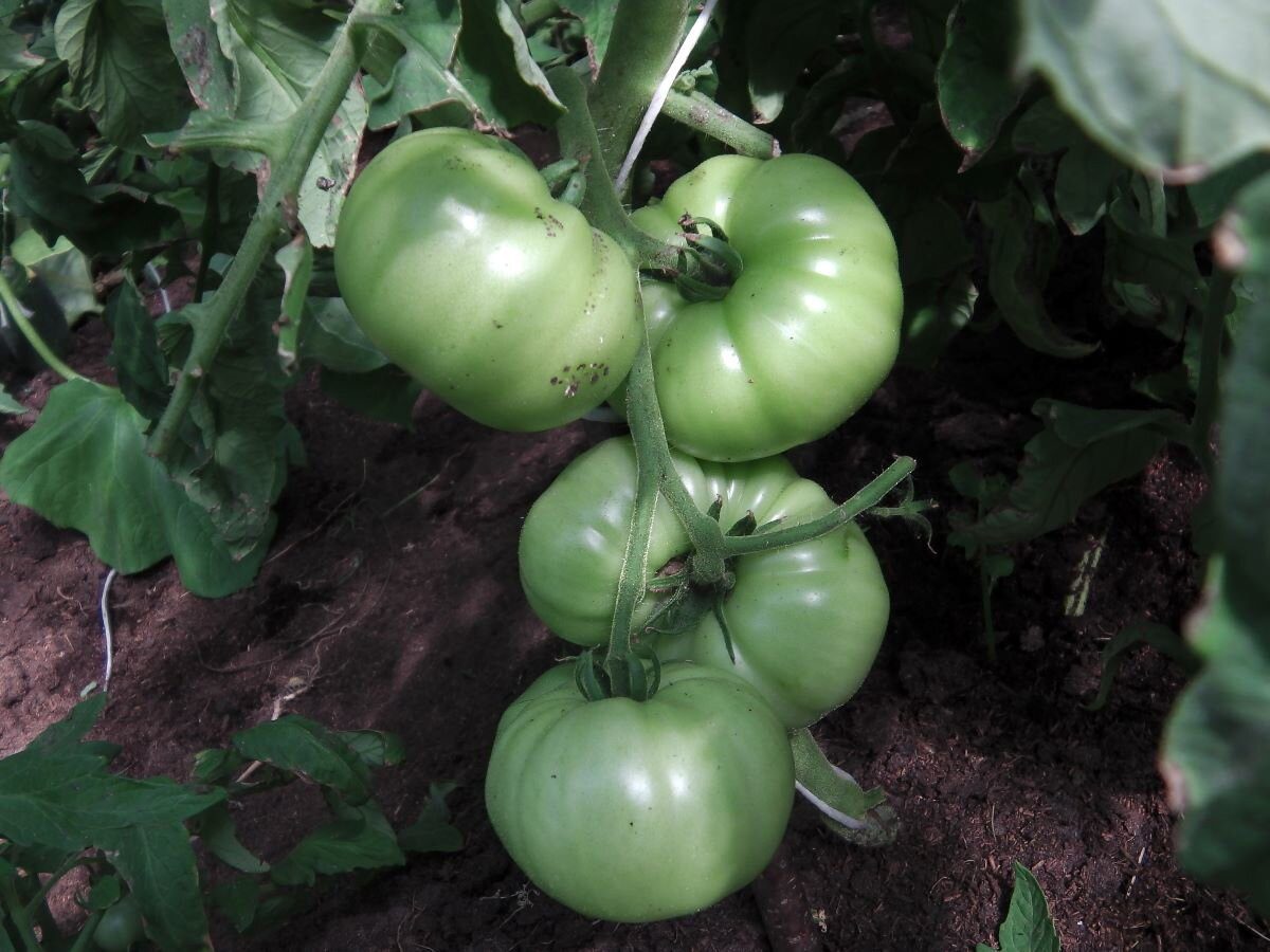 Городники розповіли, який сорт томатів найкраще обрати для вирощування на своїй грядці