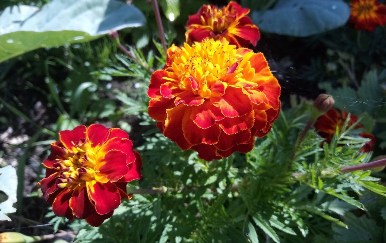 Експерти розповіли, яка користь чорнобривців для ґрунту після цвітіння – спосіб використання