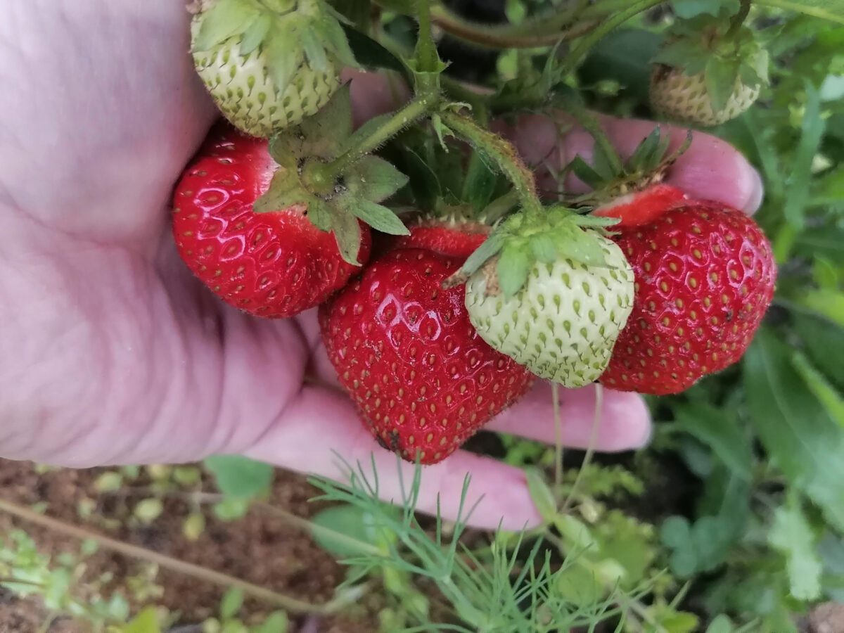 Експерти пояснили, чим найкраще підживити полуницю восени для кращої врожайності через рік