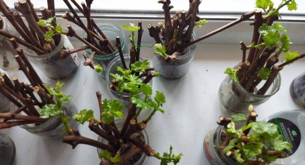 Роблю укорінювач з хліба та дріжджів – живці дають корені за 1  день: навіть сухі черенки “оживають” на очах 