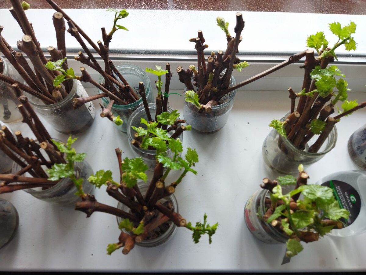 Експерти розповіли, як зробити натуральний укорінювач для живців 