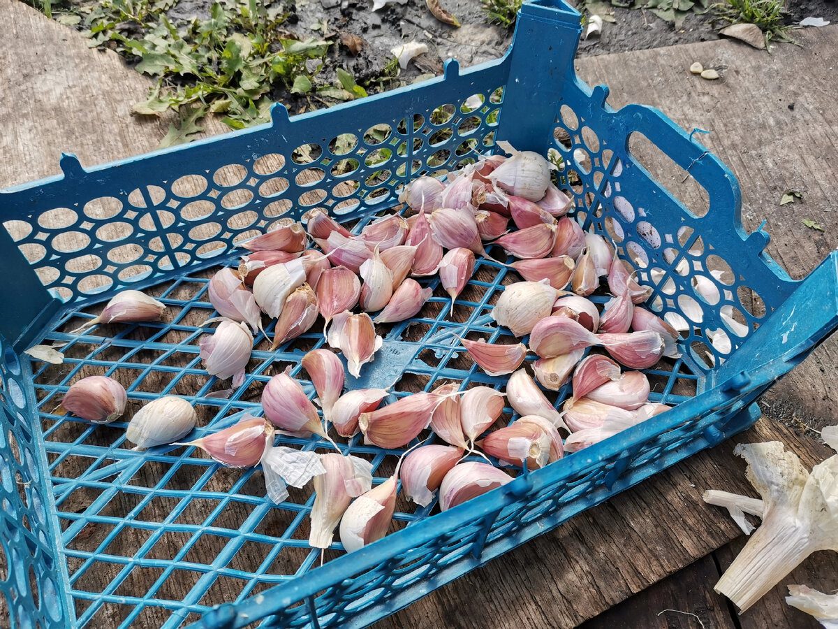 Городники розповіли, коли потрібно садити озимий часник восени 2025 